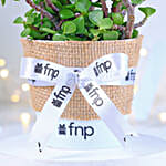 Jade Plant Winter Love Pot