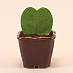 Hoya Plant In Tree Design Pot