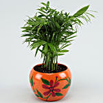 Chamaedorea Palm Plant In Hand Painted Pot