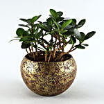 Ficus Compacta Plant Brown & Golden Metal Pot