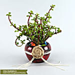 Jade Plant Maroon Pot