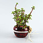 Jade Plant Maroon Pot