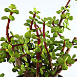 Jade Plant Maroon Pot