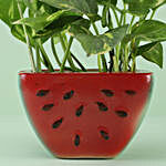 Money Plant in Watermelon Slice Pot For Birthday
