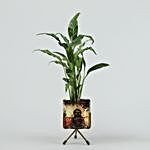 Peace Lily In Buddha Pot