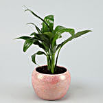 Peace Lily In Pink Powder Metal Pot