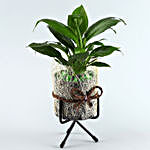 Peace Lily Plant Brass Finish Pot With Stand