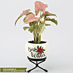 Pink Syngonium Plant In Best Wishes Metal Pot