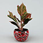 Red Aglaonema Plant In Red Heart Pot