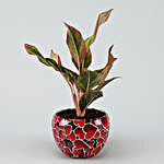 Red Aglaonema Plant In Red Heart Pot