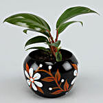 Red Philodendron Plant In Hand painted Pot