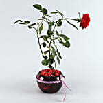 Red Rose Plant Maroon Pot