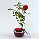 Red Rose Plant Maroon Pot