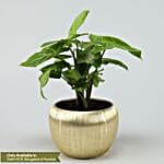 Syngonium Plant In Gold Metal Finish Pot