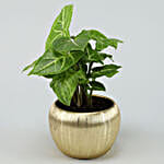 Syngonium Plant In Gold Metal Finish Pot