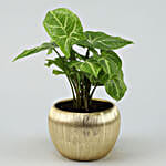 Syngonium Plant In Gold Metal Finish Pot