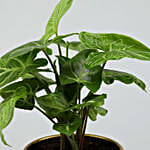 Syngonium Plant In Gold Metal Finish Pot