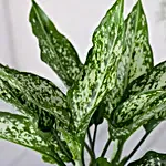 Green Aglaonema Plant In Pebbled Jar