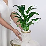 Peace Lily Plant In White Aesthetic Pot