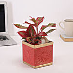 Red Aglaonema Plant In Vibrant Pot