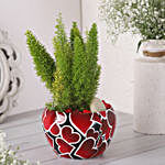 Asparagus Plant In Decorated Heart Pot