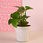 Grow Together Money Plant
