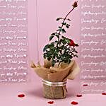 Potted Rose Plant