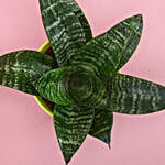 Greeny Sansevieria Snake Plant With Self Watering Pot