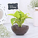 Money Plant Terrarium For Birthday
