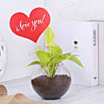 Money Plant Terrarium With Love You Tag