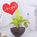 Money Plant Terrarium With Love You Tag