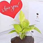 Money Plant Terrarium With Love You Tag