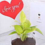 Money Plant Terrarium With Love You Tag