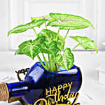 Syngonium Plant In Birthday Antiquity Bottle Planter