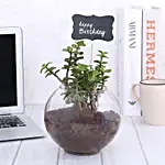 Happy Birthday Jade Plant Terrarium