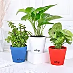 Money, Jade & Syngonium Plant Set