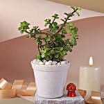 Birthday Joy Jade Plant Set