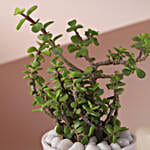 Birthday Joy Jade Plant Set