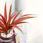Spider Plant in Red Glass Vase
