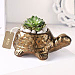 Echeveria Plant in Ceramic Pot