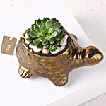 Echeveria Plant in Ceramic Pot
