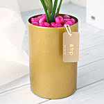 Pink Aglaonema in Golden Vase
