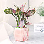 Pink Fortune Aglaonema Plant
