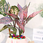 Pink Fortune Aglaonema Plant