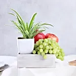 Spider Plant and Fresh Fruits Symphony
