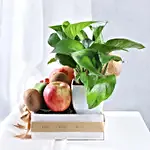 Prosperous Fruits and Money Plant