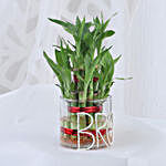 Lucky Bamboo For Brother