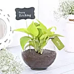 Money Plant For Birthday Terrarium