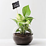 Money Plant For Birthday Terrarium