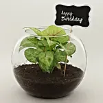 Syngonium Plant For Birthday Special
